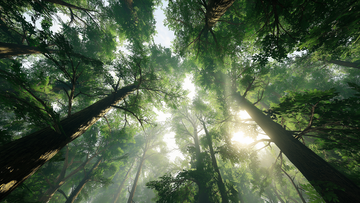 Download free nature sound effects